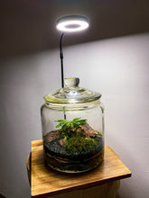 Afbeelding in Gallery-weergave laden, 20LL01 - LIGHT ON A JAR