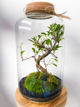 Afbeelding in Gallery-weergave laden, 22XL63 - ALEKS