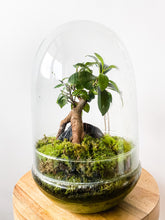 Afbeelding in Gallery-weergave laden, 22MS76 - ZOË