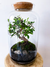 Afbeelding in Gallery-weergave laden, 03.CONCEPT - ALEKS