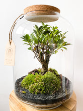 Afbeelding in Gallery-weergave laden, 22LL71 - AVA