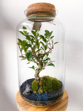 Afbeelding in Gallery-weergave laden, 22XL62 - ALEKS