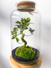 Afbeelding in Gallery-weergave laden, 22XL65 - ALEKS