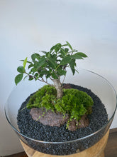 Afbeelding in Gallery-weergave laden, 22XB60 - BRADLEY