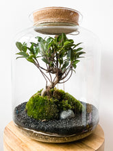 Afbeelding in Gallery-weergave laden, 22L74 - LEO