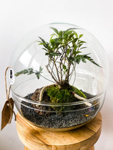 Afbeelding in Gallery-weergave laden, 22XB77 - BRADLEY