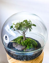 Afbeelding in Gallery-weergave laden, 22XB60 - BRADLEY