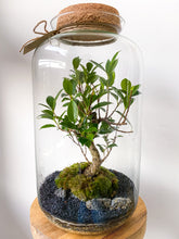 Afbeelding in Gallery-weergave laden, 22XL62 - ALEKS