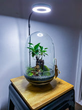 Afbeelding in Gallery-weergave laden, 05.CONCEPT - ZOË