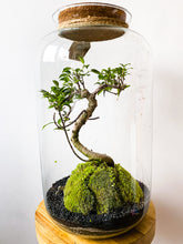 Afbeelding in Gallery-weergave laden, 22XL69 - ALEKS