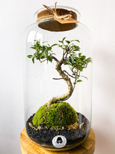 Afbeelding in Gallery-weergave laden, 22XL69 - ALEKS