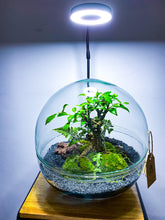 Afbeelding in Gallery-weergave laden, 04.CONCEPT - BRADLEY