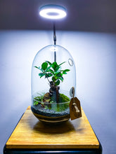 Afbeelding in Gallery-weergave laden, 05.CONCEPT - ZOË