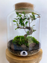 Afbeelding in Gallery-weergave laden, 22L55 - LEO