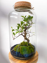 Afbeelding in Gallery-weergave laden, 22XL63 - ALEKS