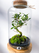 Afbeelding in Gallery-weergave laden, 22XL65 - ALEKS