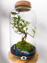 Afbeelding in Gallery-weergave laden, 22XL63 - ALEKS