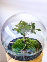 Afbeelding in Gallery-weergave laden, 22XB60 - BRADLEY