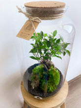 Afbeelding in Gallery-weergave laden, 22XL56 - ALEKS