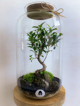 Afbeelding in Gallery-weergave laden, 22XL57 - ALEKS