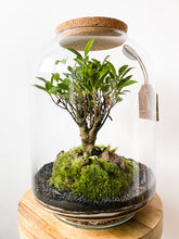 Afbeelding in Gallery-weergave laden, 22LL71 - AVA