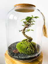 Afbeelding in Gallery-weergave laden, 22LL72 - AVA