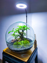 Afbeelding in Gallery-weergave laden, 04.CONCEPT - BRADLEY