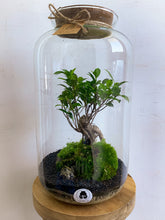 Afbeelding in Gallery-weergave laden, 22XL56 - ALEKS