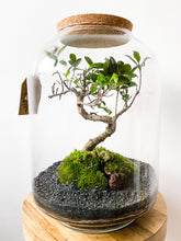 Afbeelding in Gallery-weergave laden, 22LL73 - AVA