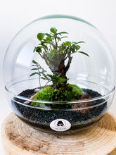 Afbeelding in Gallery-weergave laden, 04.CONCEPT - BRADLEY