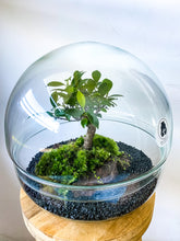 Afbeelding in Gallery-weergave laden, 22XB60 - BRADLEY