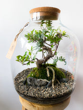 Afbeelding in Gallery-weergave laden, 22XXL67 - MAXIM