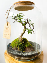 Afbeelding in Gallery-weergave laden, 22LL72 - AVA