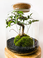 Afbeelding in Gallery-weergave laden, 22L75 - LEO