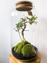 Afbeelding in Gallery-weergave laden, 22XL69 - ALEKS