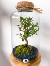 Afbeelding in Gallery-weergave laden, 22XL62 - ALEKS