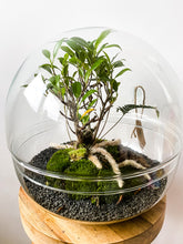 Afbeelding in Gallery-weergave laden, 22XB77 - BRADLEY