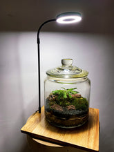 Afbeelding in Gallery-weergave laden, 20LL01 - LIGHT ON A JAR