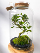 Afbeelding in Gallery-weergave laden, 22XL65 - ALEKS