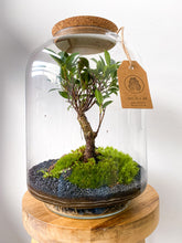 Afbeelding in Gallery-weergave laden, 22LL64 - AVA