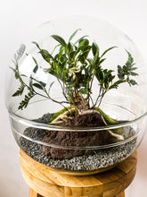 Afbeelding in Gallery-weergave laden, 22XB78 - BRADLEY