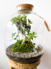 Afbeelding in Gallery-weergave laden, 22XXL67 - MAXIM