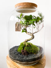 Afbeelding in Gallery-weergave laden, 22LL73 - AVA