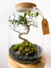 Afbeelding in Gallery-weergave laden, 22LL73 - AVA