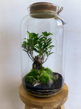 Afbeelding in Gallery-weergave laden, 22XL56 - ALEKS