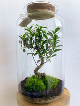 Afbeelding in Gallery-weergave laden, 22XL57 - ALEKS