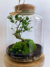 Afbeelding in Gallery-weergave laden, 22L55 - LEO