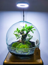 Afbeelding in Gallery-weergave laden, 20LL01 - LIGHT ON A JAR