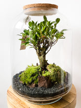 Afbeelding in Gallery-weergave laden, 22LL71 - AVA